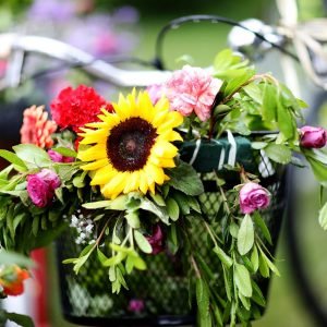 Festimet e Javës së Evropës në Shkodër