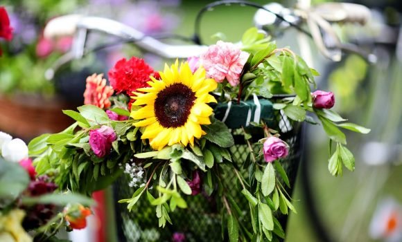 Festimet e Javës së Evropës në Shkodër